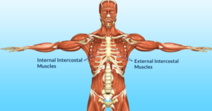 Intercostal muscle strain causes