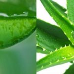 Aloe Vera Gel is a natural home remedy for Fordyce Spots