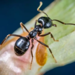 A Black Carpenter Ant