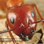 A close look at a Carpenter Ant