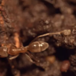 Argentine Ants – How to Get Rid of Argentine Ants