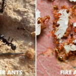 Differences between Harvester Ants & Fire Ants