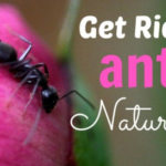 Get Rid of Black Ants Naturally