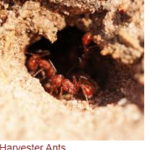 How to Get Rid Harvester Ant