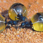 Honeypot Ants Images
