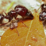 How to Get Rid of Harvester Ants