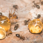 How to Get Rid of Honeypot Ants Naturally, Fast