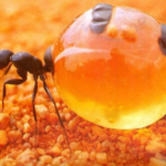 How to get rid of Honeypot Ants