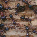 Signs of Infestation of Carpenter Ants
