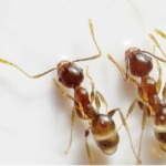 Tips to Get Rid of Carpenter Ants