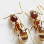 Tips to get rid of Ants