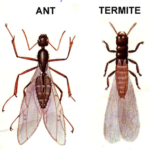 Differences between Flying Ants and Termites