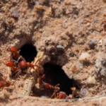 Fire Ants Habitat