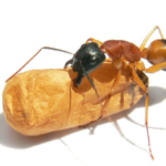 How Sugar Ants Look Like-Photo