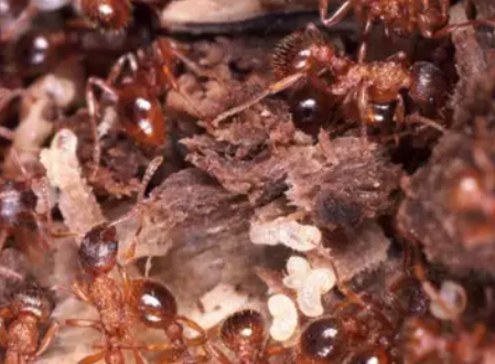 ants remedy