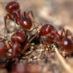 How to Get Rid of Fire Ants -Image