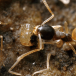 How to Get Rid of Ghost Ants