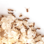 How to Get Rid of Sugar Ants Naturally & Fast