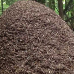 Huge Thatching Ants – Image