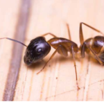 Image of Sugar Ant