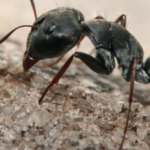 Pavement Ant – Picture