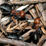 Thatch Ant Image