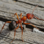 Thatching Ant -Image