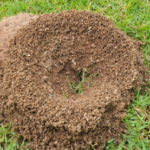 Ant Hill Picture