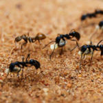 How to Get Rid of Ant Pheromone Trails