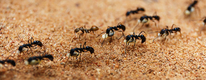 ant pheromone trails rid outside ants