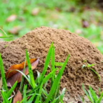 How to Remove a Large Colony in your Yard