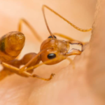 What do Ant Bites Look Like