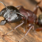 How to Get Rid of a Carpenter Ants