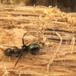 Carpenter Ants -image