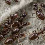 How-to-Get-Rid-of-Ants-in-winter