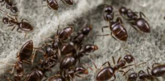 How-to-Get-Rid-of-Ants-in-winter