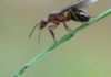 How-to-Get-Rid-of-Flying-Ants-Image