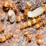 Grease Ants – How to Get Rid of Grease Ants