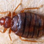 How-to-Get-Rid-of-Bed-Bugs-with-Alcohol