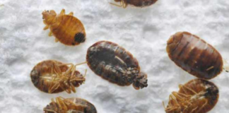 Dead-Bed-Bugs from Bleach Treatment