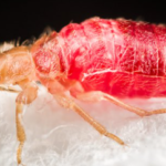 Heat-Treatment-to-Get-Rid-of-Bed-Bugs