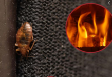 Heat-Treatment-to-Kill-Bed-Bugs