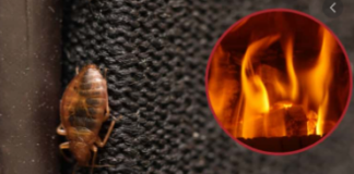 Heat-Treatment-to-Kill-Bed-Bugs