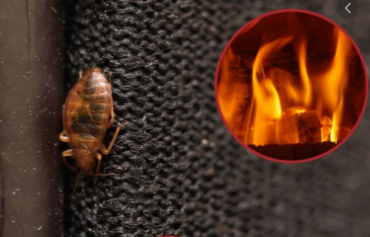 Heat Treatment To Kill Bed Bugs 