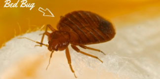 Signs-of-Bed-Bugs