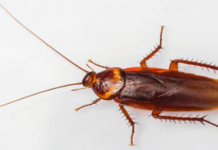 American Cockroach