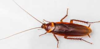 American Cockroach