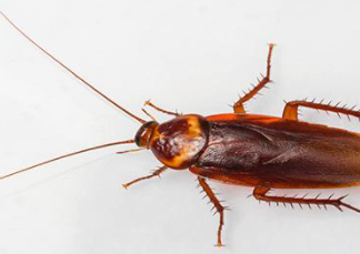 American Cockroach