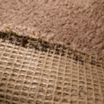 Bed-Bugs-in-Carpet