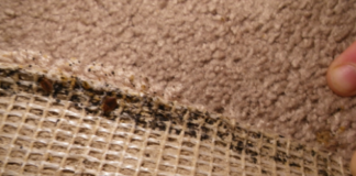 Bed-Bugs-in-Carpet